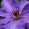 Clematis 'The President' -Herbalife Shop pl0000000921