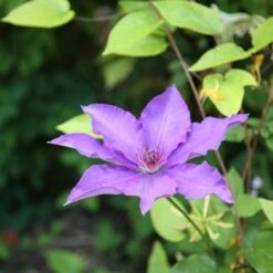 Clematis 'The President' 6 Clematis 'The President' -Herbalife Shop pl0000000921 card2 lg