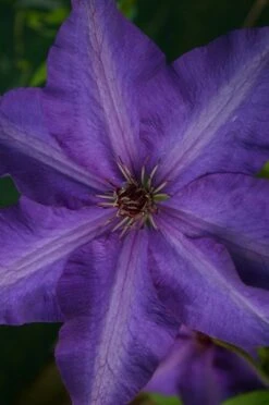 Clematis 'The President' 7 Clematis 'The President' -Herbalife Shop pl0000000921 card3 lg