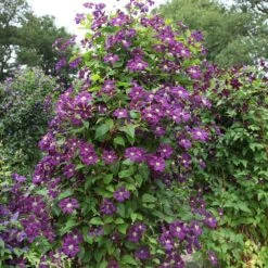 Clematis 'Étoile Violette' -Herbalife Shop pl0000000925 card2 lg