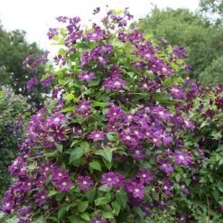 Clematis 'Étoile Violette' -Herbalife Shop pl0000000925 card3 lg