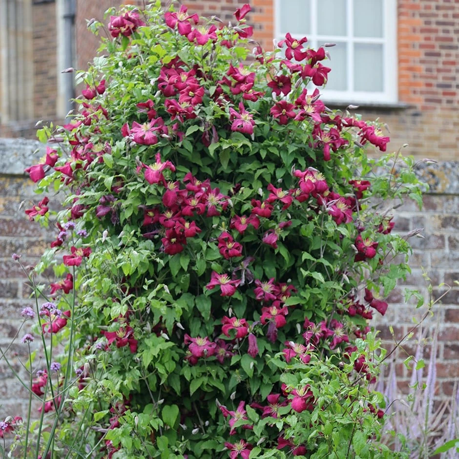 Clematis 'Kermesina' 3 Clematis 'Kermesina'