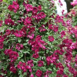 Clematis 'Kermesina' 7 Clematis 'Kermesina' -Herbalife Shop pl0000000926 card2 lg