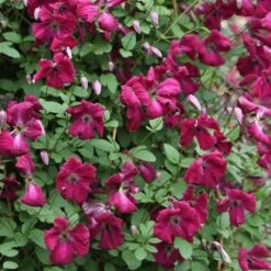 Clematis 'Kermesina' 8 Clematis 'Kermesina' -Herbalife Shop pl0000000926 card3 lg