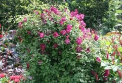 Clematis 'Kermesina' 9 Clematis 'Kermesina' -Herbalife Shop pl0000000926 card4 lg