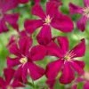 Clematis 'Madame Julia Correvon' -Herbalife Shop pl0000000927