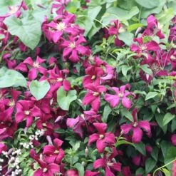 Clematis 'Madame Julia Correvon' -Herbalife Shop pl0000000927 card3 lg