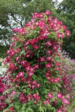 Clematis 'Madame Julia Correvon' -Herbalife Shop pl0000000927 card4 lg