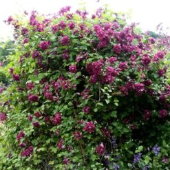 Clematis 'Purpurea Plena Elegans' -Herbalife Shop pl0000000928 card2 lg