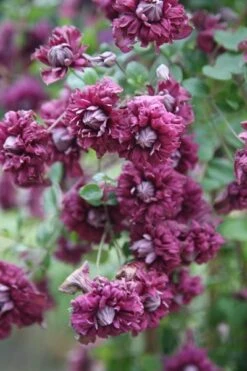 Clematis 'Purpurea Plena Elegans' -Herbalife Shop pl0000000928 card3 lg