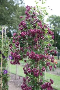 Clematis 'Purpurea Plena Elegans' -Herbalife Shop pl0000000928 card4 lg