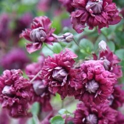 Clematis 'Purpurea Plena Elegans' -Herbalife Shop pl0000000928 card5 lg