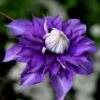 Clematis 'Vyvyan Pennell' -Herbalife Shop pl0000000929