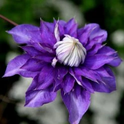 Clematis 'Vyvyan Pennell'
