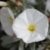 Convolvulus Cneorum -Herbalife Shop pl0000000940