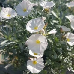 Convolvulus Cneorum -Herbalife Shop pl0000000940 card2 lg