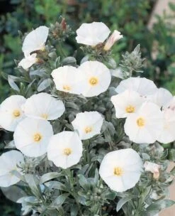 Convolvulus Cneorum -Herbalife Shop pl0000000940 card3 lg