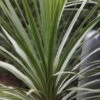 Cordyline Australis 1 Cordyline Australis -Herbalife Shop pl0000000943