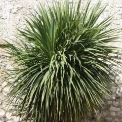 Cordyline Australis 7 Cordyline Australis -Herbalife Shop pl0000000943 card3 lg