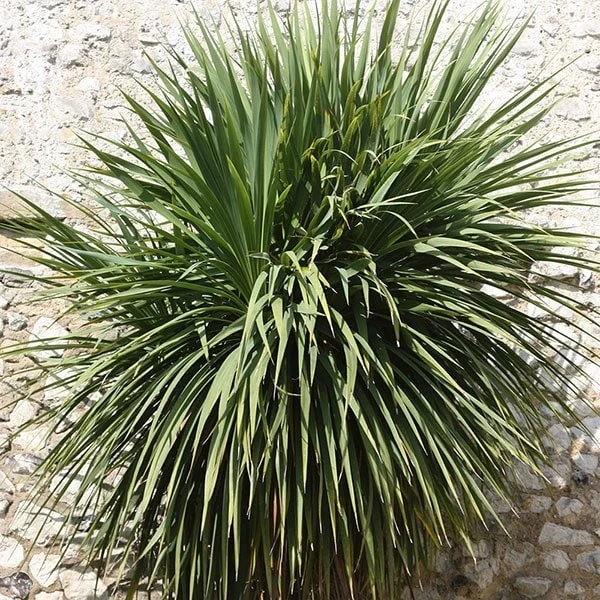 Cordyline Australis 5 Cordyline Australis - Image 3
