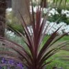 Cordyline Australis 'Red Star' 1 Cordyline Australis 'Red Star' -Herbalife Shop pl0000000945
