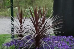 Cordyline Australis 'Red Star' -Herbalife Shop pl0000000945 card2 lg