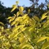 Cornus Alba 'Aurea' 1 Cornus Alba 'Aurea' -Herbalife Shop pl0000000958