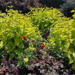 Cornus Alba 'Aurea' -Herbalife Shop pl0000000958 card2 lg