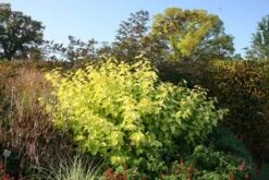 Cornus Alba 'Aurea' -Herbalife Shop pl0000000958 card3 lg