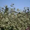 Cornus Alba 'Elegantissima' -Herbalife Shop pl0000000959