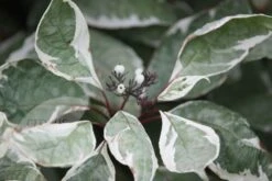 Cornus Alba 'Elegantissima' -Herbalife Shop pl0000000959 card3 lg