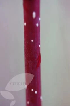 Cornus Alba 'Elegantissima' -Herbalife Shop pl0000000959 card4 lg