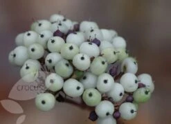 Cornus Alba 'Sibirica' -Herbalife Shop pl0000000963 card4 lg