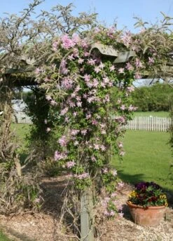 Clematis 'Markham's Pink' 7 Clematis 'Markham's Pink' -Herbalife Shop pl0000000987 card2 lg