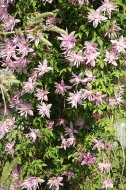 Clematis 'Markham's Pink' 8 Clematis 'Markham's Pink' -Herbalife Shop pl0000000987 card3 lg