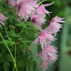 Clematis 'Markham's Pink' 9 Clematis 'Markham's Pink' -Herbalife Shop pl0000000987 card4 lg