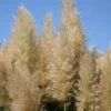 Cortaderia Selloana 'Pumila' -Herbalife Shop pl0000000996