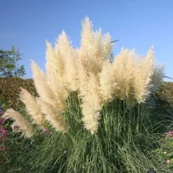 Cortaderia Selloana 'Pumila' -Herbalife Shop pl0000000996 card2 lg