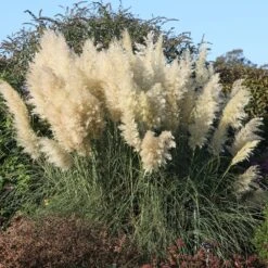 Cortaderia Selloana 'Pumila' -Herbalife Shop pl0000000996 card3 lg