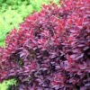 Cotinus Coggygria 'Royal Purple' -Herbalife Shop pl0000001010