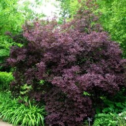 Cotinus Coggygria 'Royal Purple' -Herbalife Shop pl0000001010 card2 lg