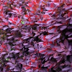 Cotinus Coggygria 'Royal Purple' -Herbalife Shop pl0000001010 card3 lg