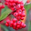 Cotoneaster 'Cornubia'