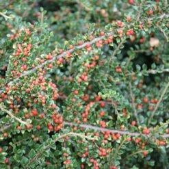 Cotoneaster Horizontalis -Herbalife Shop pl0000001028 card3 lg
