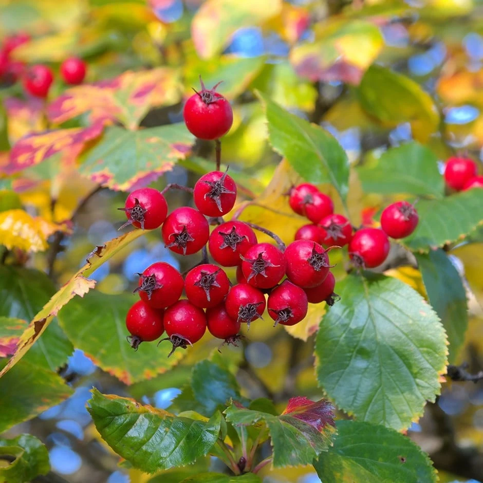 Crataegus Persimilis 'Prunifolia' 3 Crataegus Persimilis 'Prunifolia'