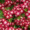 Crataegus × Media 'Crimson Cloud' -Herbalife Shop pl0000001049