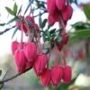 Crinodendron Hookerianum -Herbalife Shop pl0000001052