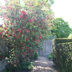 Crinodendron Hookerianum -Herbalife Shop pl0000001052 card2 lg