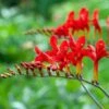 Crocosmia 'Lucifer' -Herbalife Shop pl0000001055