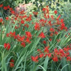 Crocosmia 'Lucifer' -Herbalife Shop pl0000001055 card2 lg